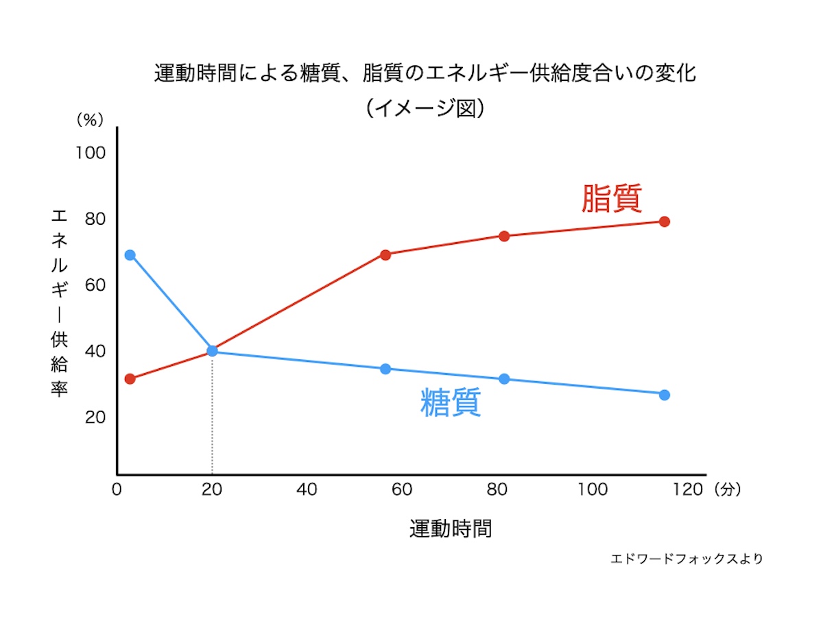 糖質、脂質のエネルギー代謝
